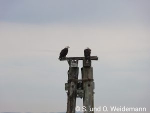 Weißkopfseeadler