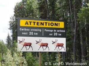 Verkehrsschild Caribou crossing