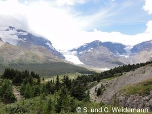 Blick vom Wilcox Pass