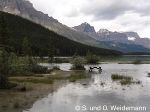 Waterfowl Lake Campground