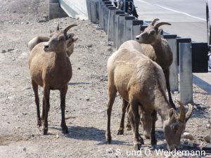 Ziegen am Highway