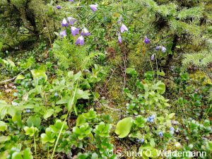 Blümchen am Wegesrand