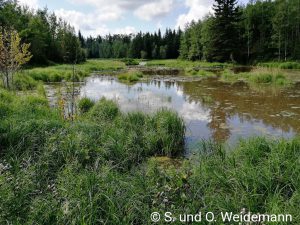 Am Beaver Pond Trail