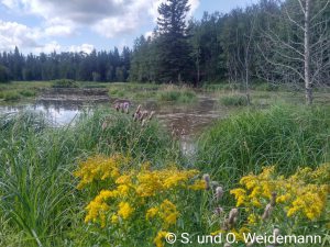 Am Beaver Pond Trail