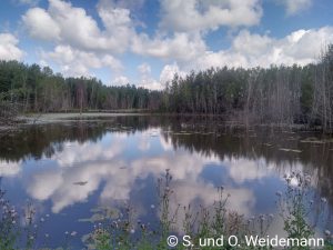 Am Beaver Pond Trail