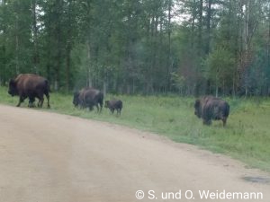 Bison-Kühe mit Ihren Kälbern