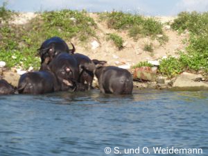 Wasserbüffel