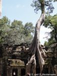 Ta Prohm