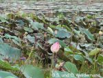 Lotus Lake